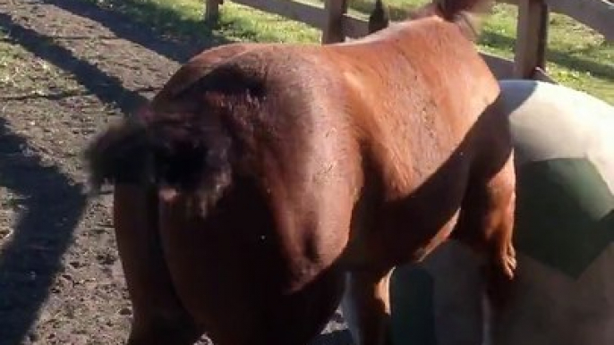 Ce jeune cheval maîtrise mieux la balle que Ribery!