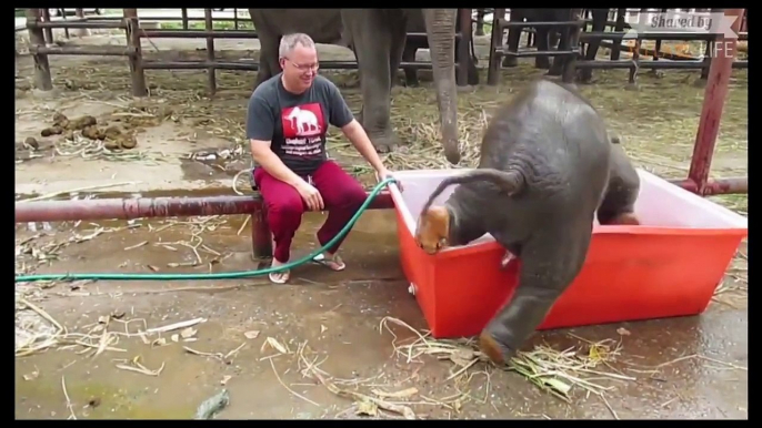[MP4 720p] haha elephant kid takes a shower