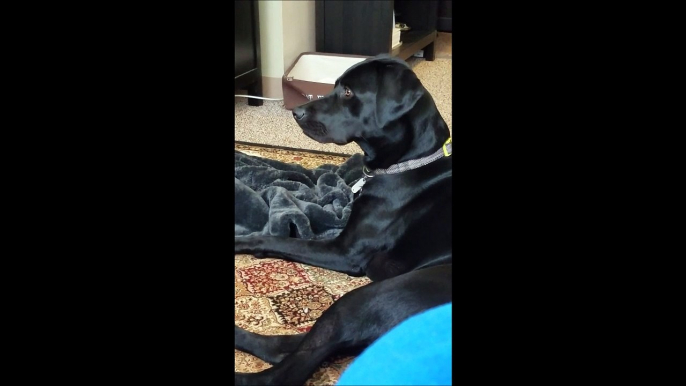 Un chien très patriote chante pendant l'hymne