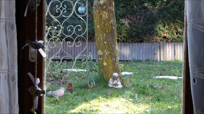 Retour des oiseaux au jardin ; à table