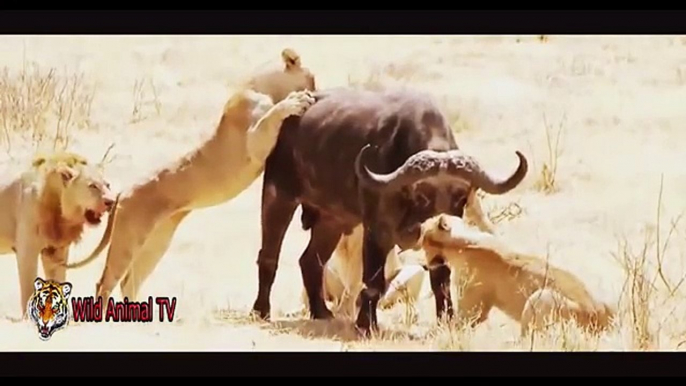 Amazing Animals Attacks In Real Life # Lion vs Buffalo and Crocodile vs Zebra, Gnu Part 1