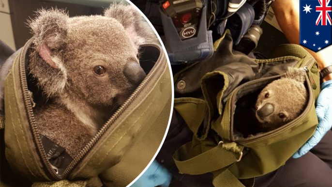 Australian cops find baby koala in wanted woman’s backpack