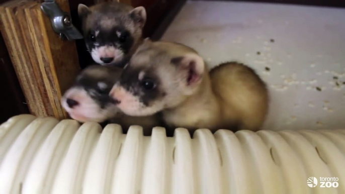 Toronto Zoo Black-Footed Ferret Kits at 50 Days Old