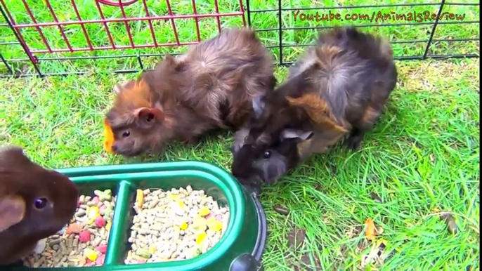 5 Guinea Pigs Eating Food So Funny