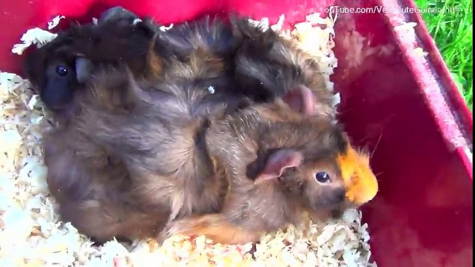 Cute Guinea Pigs Babies - Coco & Moco