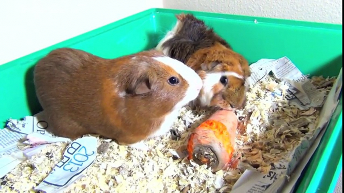 Guinea Pigs Eating Carrot, Running, Squealing, Squeaking Loud