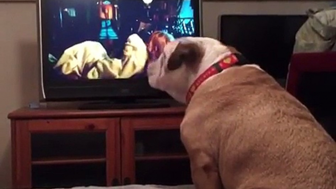 Il Bulldog Sta Guardando Un Film Horror Alla TV: Quando Arriva La Scena Clou La Reazione è Sorprendente!