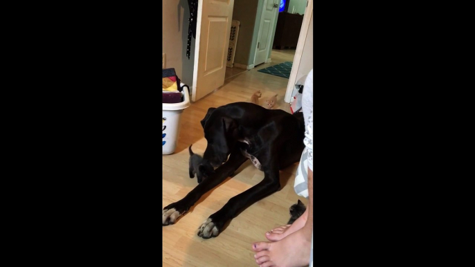 Des bébés chatons jouent avec un énorme chien Great Dane !