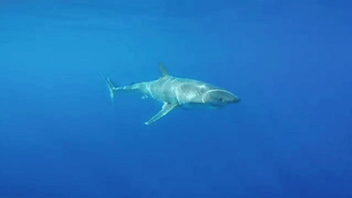 Great White Shark Moves Elegantly Under Sun's Rays