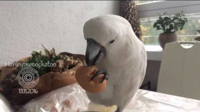 Cockatoo Enjoys Delicious and Nutritious Breakfast