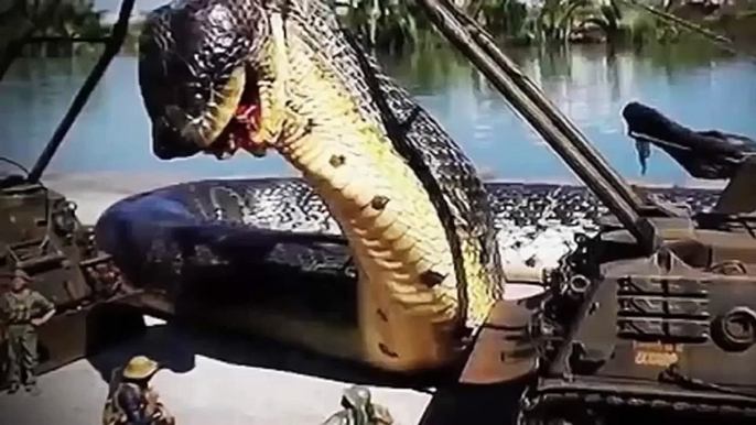 Giant Anaconda Found In Amazon River #2 GIANT ANACONDA ATTACKS   WORLD S BIGGEST PYTHON SNAKE (2)