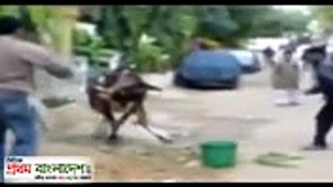 FUNNY ANIMALS ATTACK HUMANS ( Man vs Cow on outside) 2016