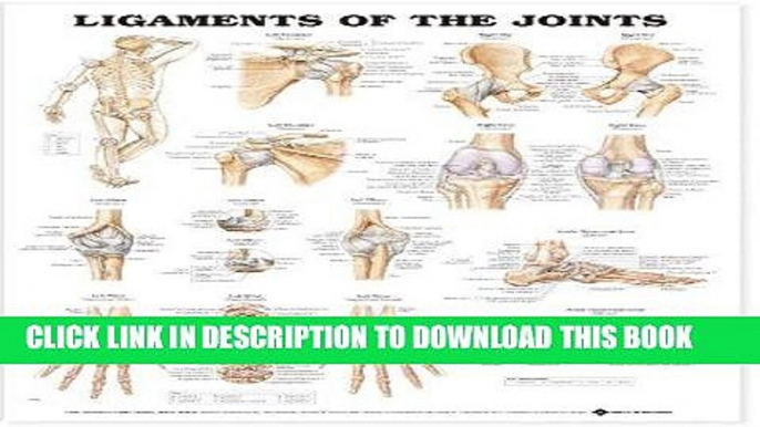 [PDF] Ligaments of the Joints Anatomical Chart Popular Collection