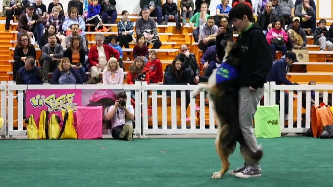 Most Talented Dogs show their tricks - Can your dog do this?