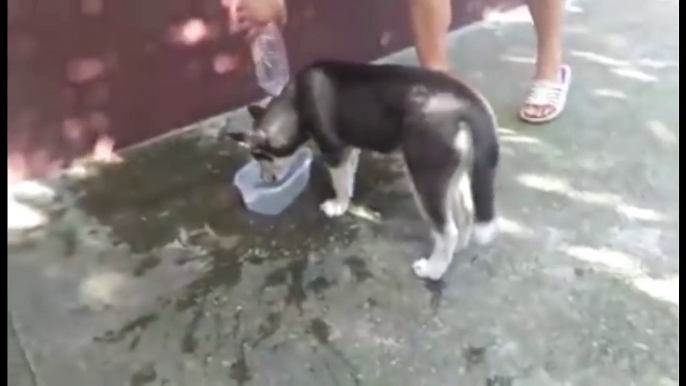 Ce chien essaie de nager dans sa gamelle d'eau