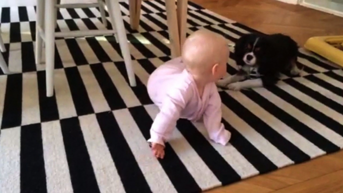 Energetic Dog Entertains Baby