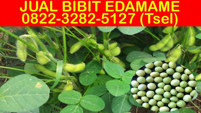 0822-3282-5127 (Tsel), Jual Bibit Edamame Di Bali