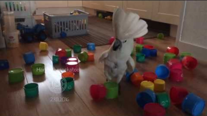 Cockatoo Demonstrates Dominance Over Stack of Cups