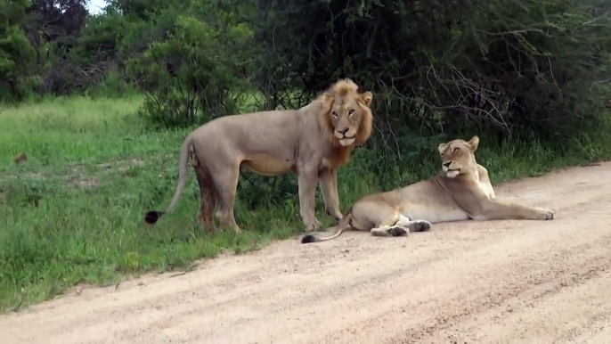 Kruger Park Lions Mating in the Road - Kruger National Park