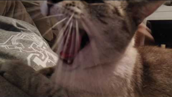 Cat Gets Repeatedly Interrupted When Trying to Yawn