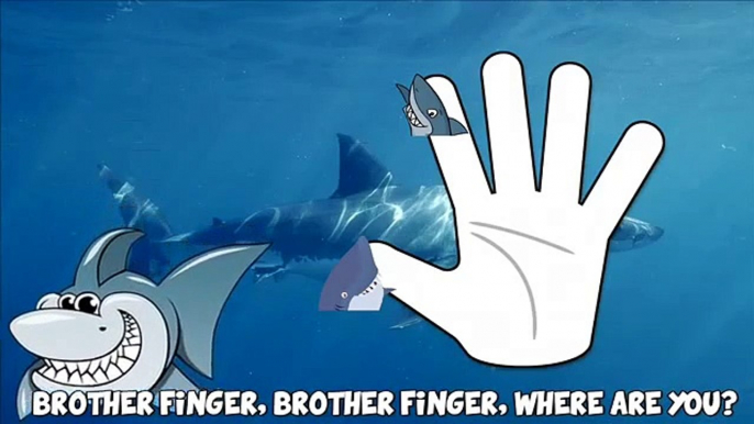 SHARK ATTACK Daddy Finger Family #Animation Nursery Rhyme Song For Kids