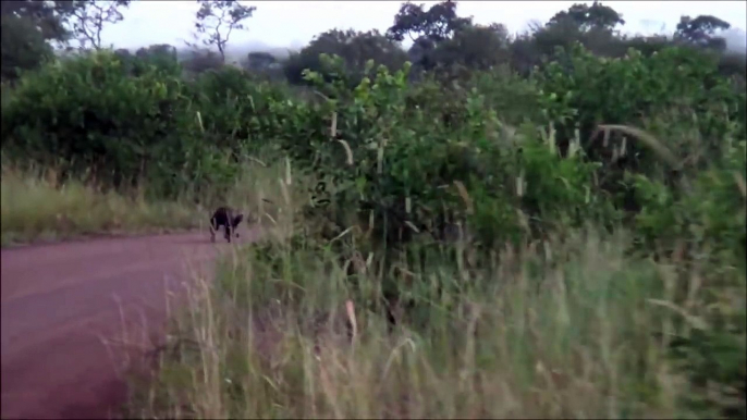Kruger Park - 4 Honey Badgers in the Road - Rare Sighting | Lower Sabie Camp, Kruger National Park