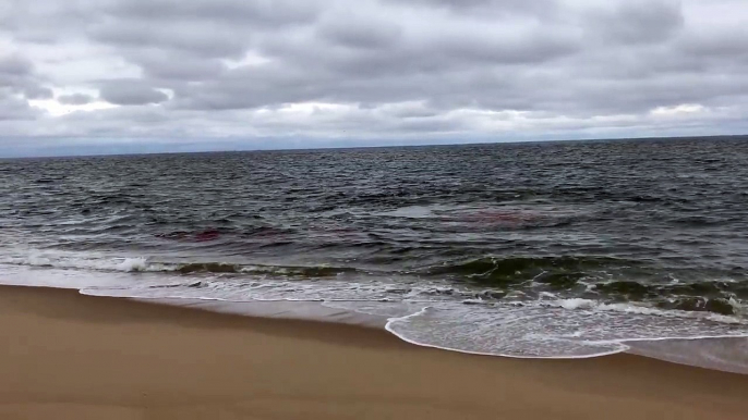 Shark attack at High Head