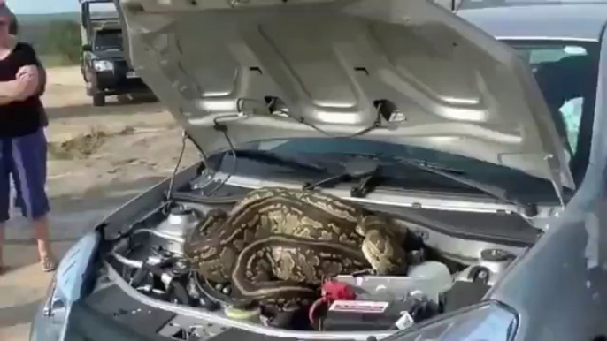 Kruger National Park - Huge Python hides under Car bonnet.