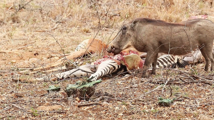 Hungry warthog eats zebra meat - Unusual wild animal behavior | Latest sightings of strange wildlife