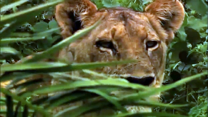 African Lions Hunting Fighting In The Wild Documentary [Animal Nature Wildlife]