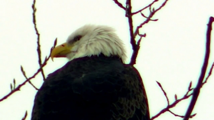 American Bald Eagle Eagles Resting on Tree watch in HD Full Screen