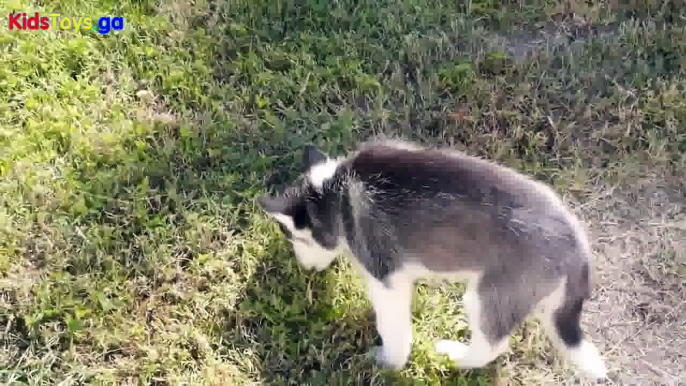 Siberian Husky Puppy Meets 8 Year Old German Shepherd Dog For The First Time DCTC Videos NTC Kids