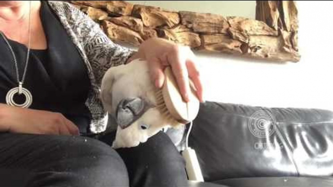 Delighted Cockatoo Enjoys Being Brushed