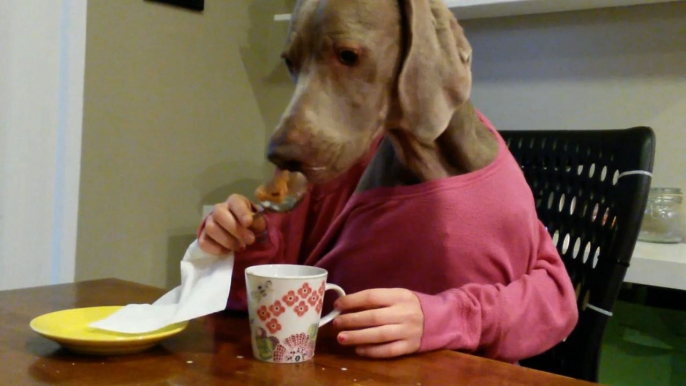 Dog With Human Hands Enjoys Breakfast