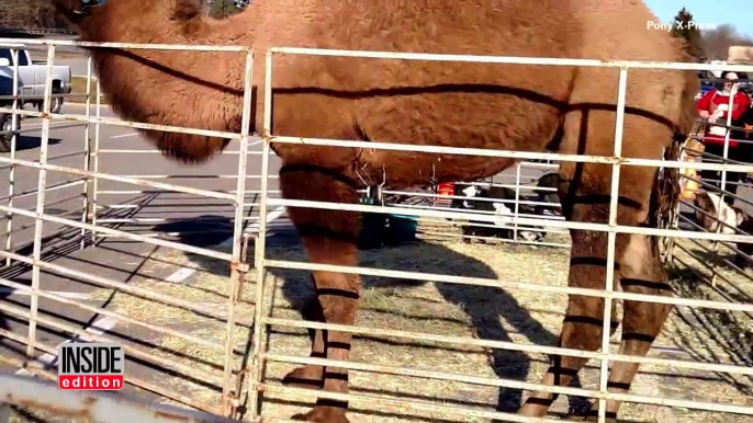 Camel Guide And Horse Form Unlikely Friendship When Mare Loses Her Sight