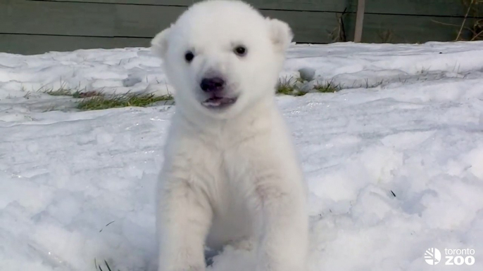 Toronto Zoo Polar Bear Cub Introduced to Snow for the First Time