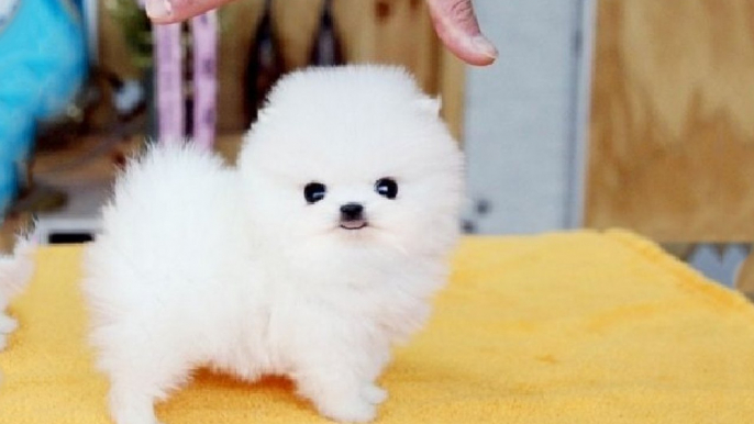 Top 10 Best Small Dog Breeds In The World