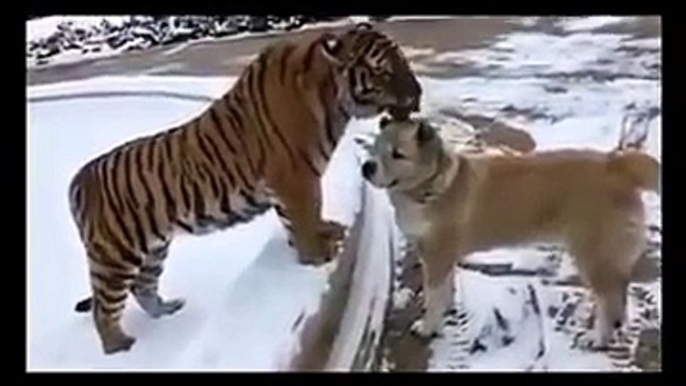 Unusual Friendship Tiger Loves Dog SO CUTE and LOVING