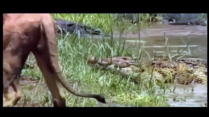 Lion crocodile real fight   Incredible Animal Attack   Video