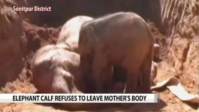 Elephant Calf Refuses To Leave Mother Who Died Trying To Save Him
