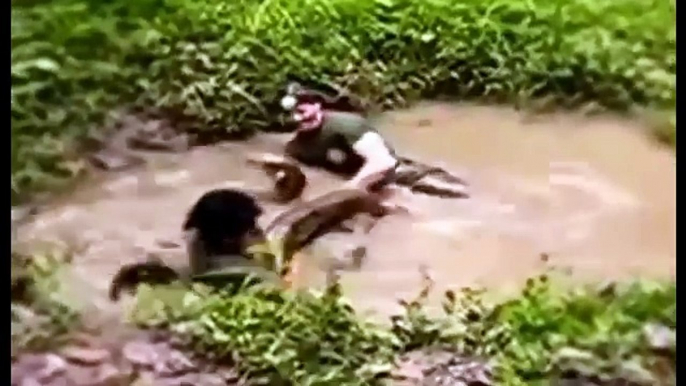 Most amazing wild animals attack   Giant anaconda attacks   Biggest python snake attacks human