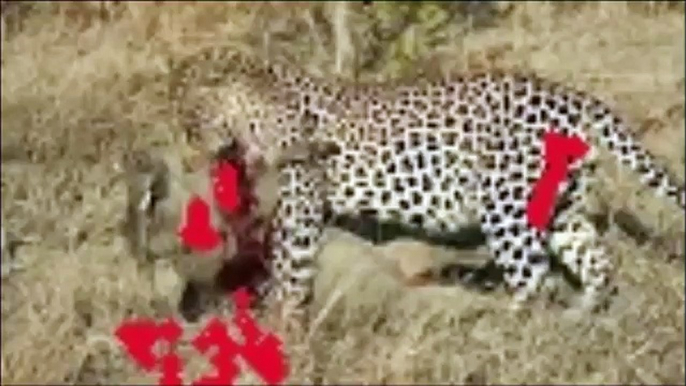 TOP 10 CHEETAH ATTACKS    Cheetah vs Crocodile, Lion, Wild Boar, Zebra, Gazelle