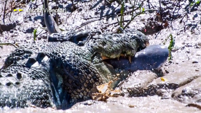 BİG BATTLE _ Giant Anaconda vs Crocodile ►► Real Fight to Death, Lion Hippo Tiger Shark Leopard Boar