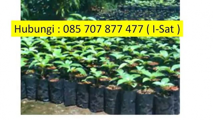 I-SAT 085 707 877 477 - Petani Jabon,Petani Jabon Merah Yang Sukses,Petani Jabon Yang  Sukses