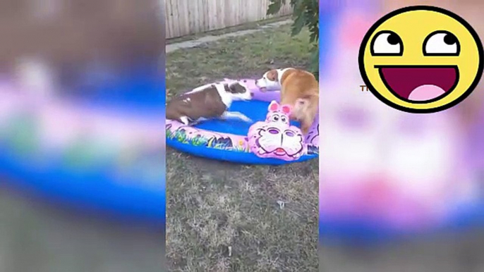 Funny animal compilation - Watch And laugh!