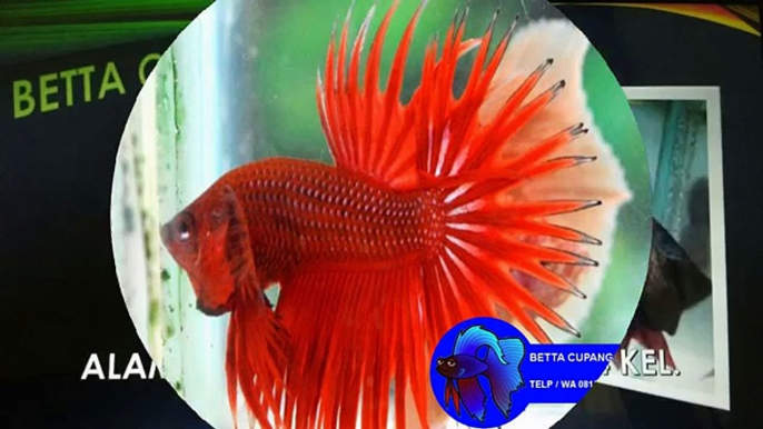 WA 0813 3138 6118 jual bibit ikan cupang jakarta, jual bibit ikan cupang kediri, bibit ikan cupang