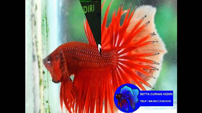 WA 0813 3138 6118 jual bibit ikan cupang bandung, bibit ikan cupang di bogor, beli bibit ikan cupang