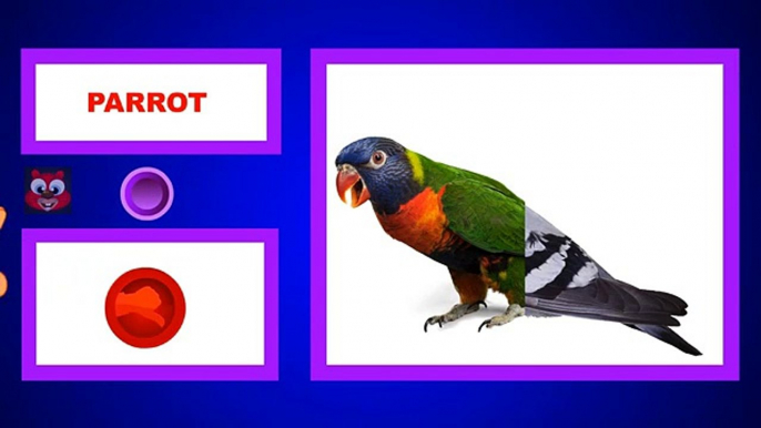 Birds Names for kids Children Learning | Learn Birds with Fun Game | Kids Videos