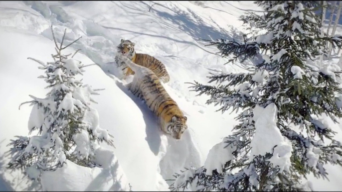 Un drone capture un moment incroyable : deux tigres en train de jouer dans la neige