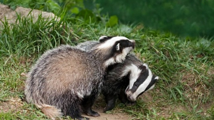 BBC Radio Gloucestershire - Faye Hatcher 18Dec16 - badger cull extension